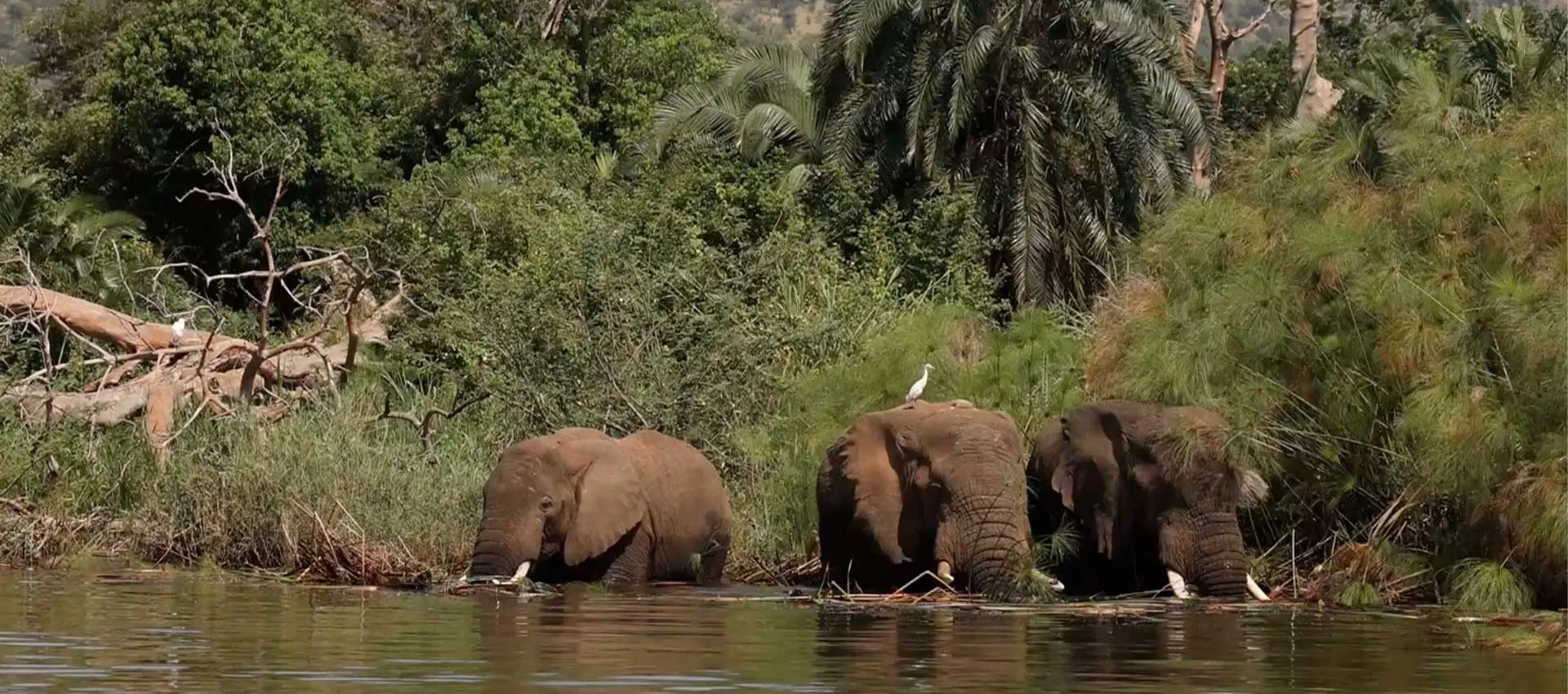 Representative view of Akagera National Park in Rwanda