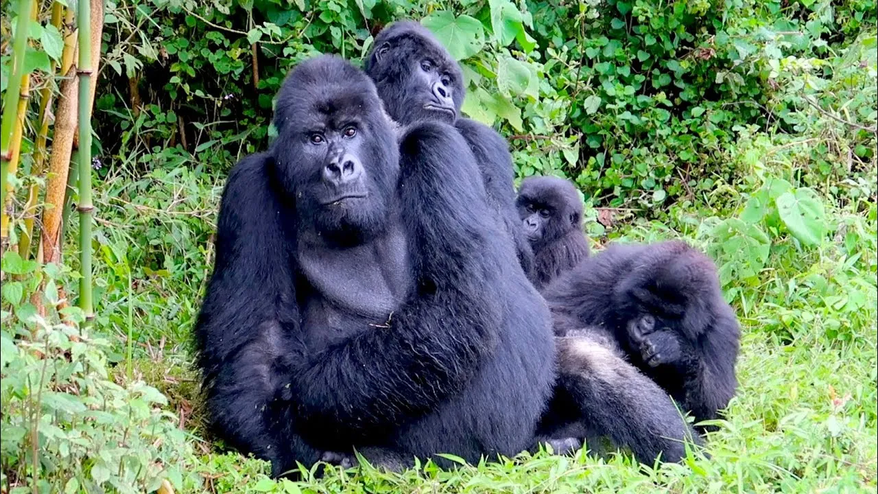 Three-Day Gorilla Trek & Musanze Stay in Rwanda