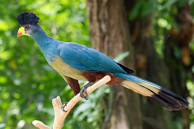 Nyungwe Rainforest Birding Retreat in Rwanda