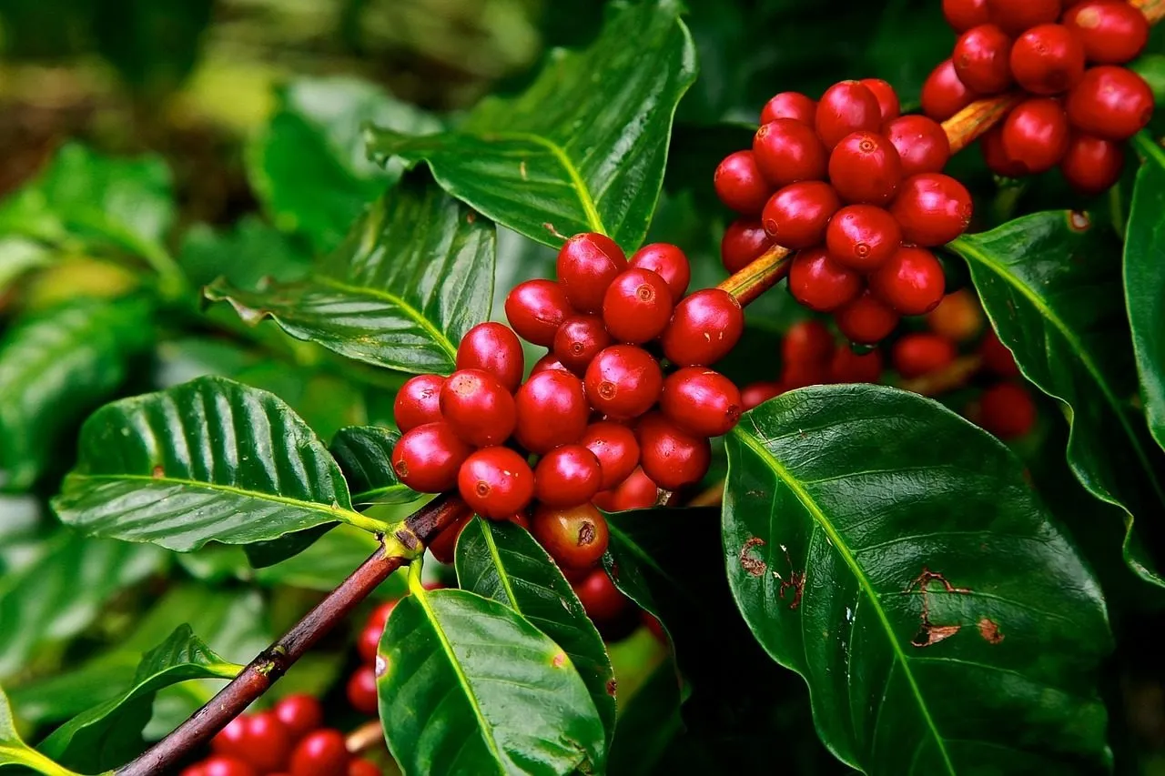 Rwanda Coffee Culture Journey in Rwanda