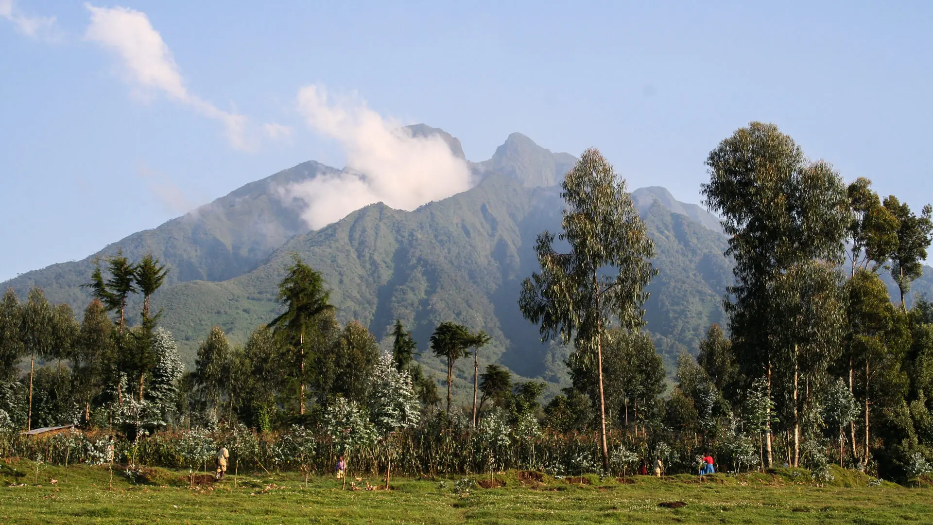 Representative view of Gishwati-Mukura National Park in Rwanda