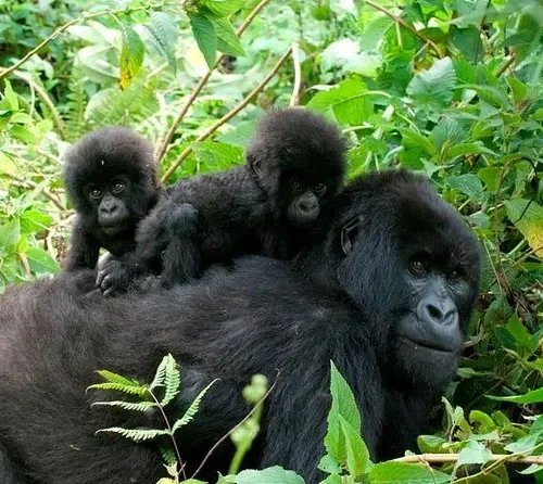3 days uganda gorilla trekking during covid 19