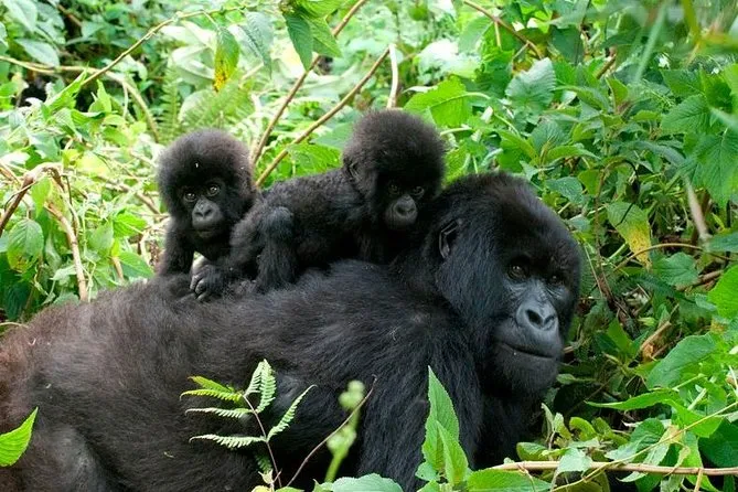 3 days uganda gorilla trekking during covid 19