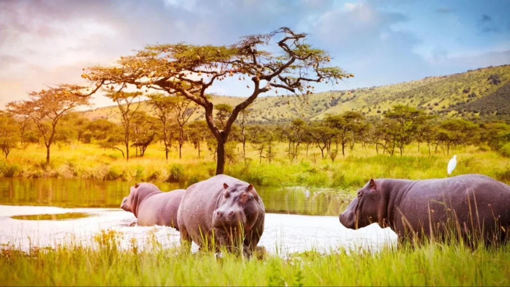 Trip Search Result akagera hippos