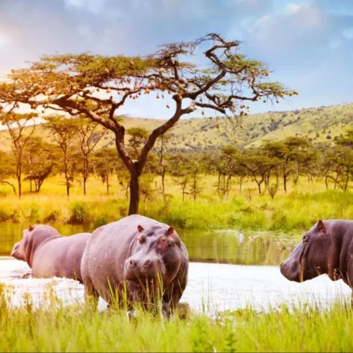akagera hippos