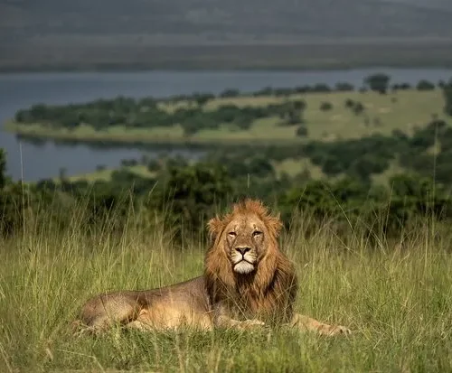 akagera national park (1)