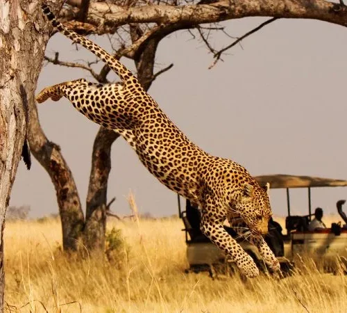 filming in akagera national park e1597587467695 1200x600 750x450
