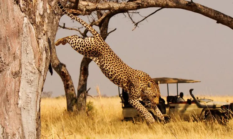 Trip Search Result filming in akagera national park e1597587467695 1200x600 750x450