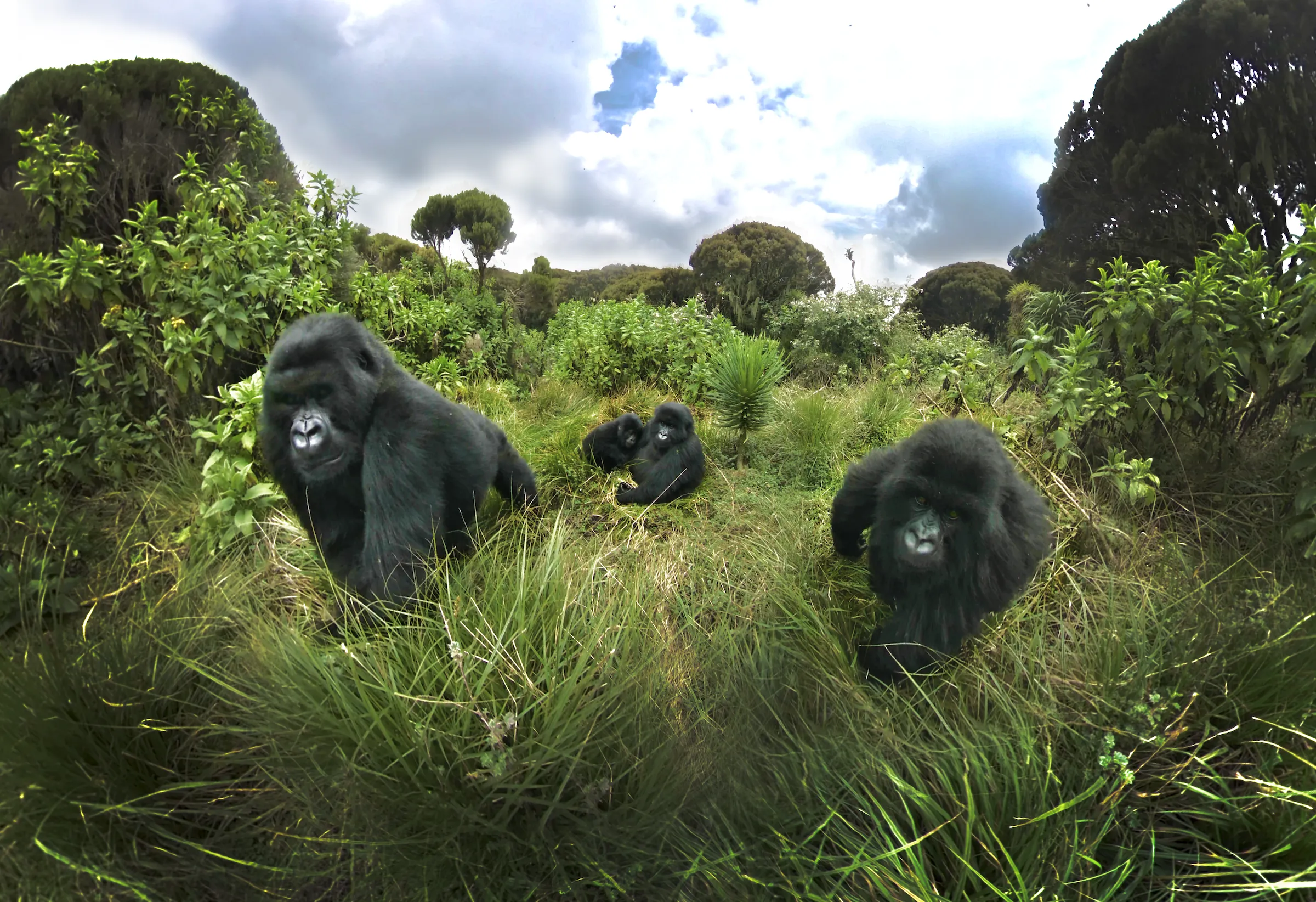 gorilla family