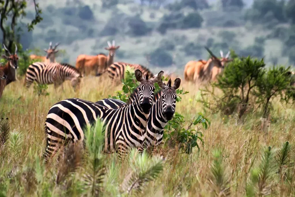 Trip Search Result zebras agakera rwanda