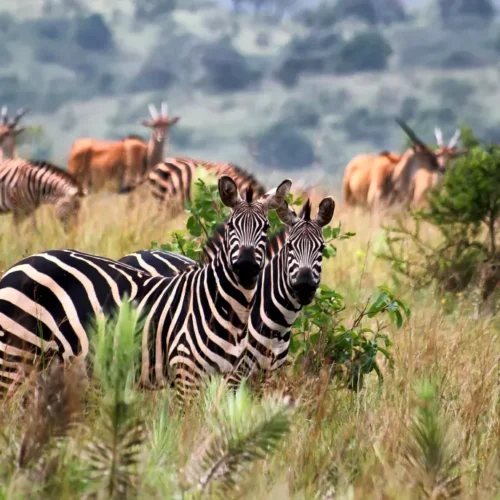zebras agakera rwanda