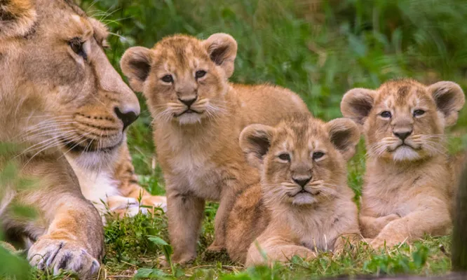 Trip Search Result akagera national park 1
