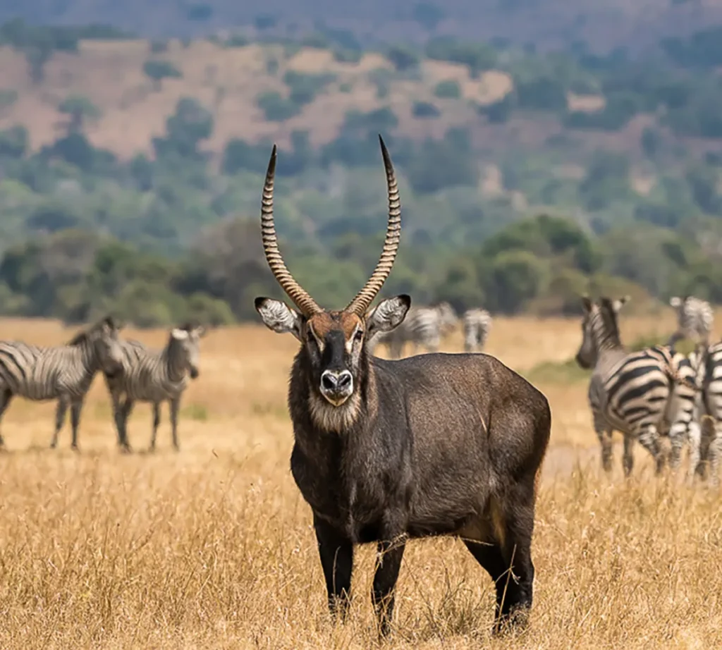akagera national park thumb