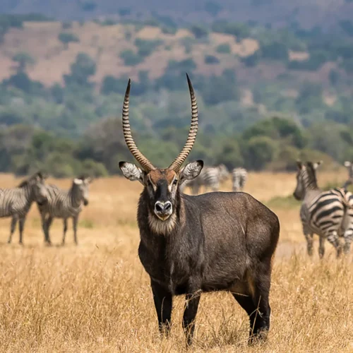 akagera national park thumb
