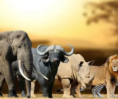 big five 2 1