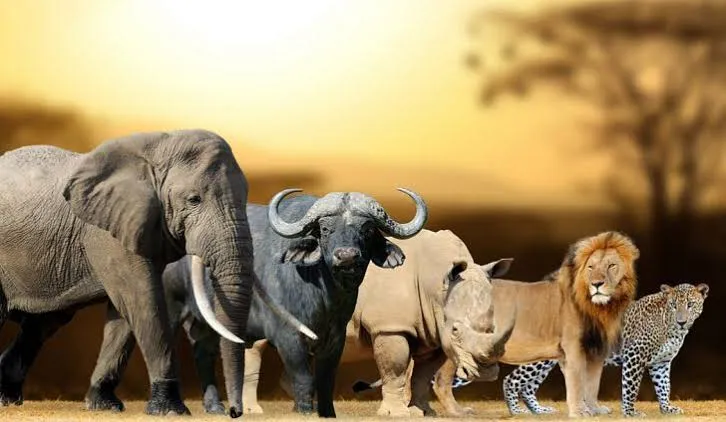 big five 2 1