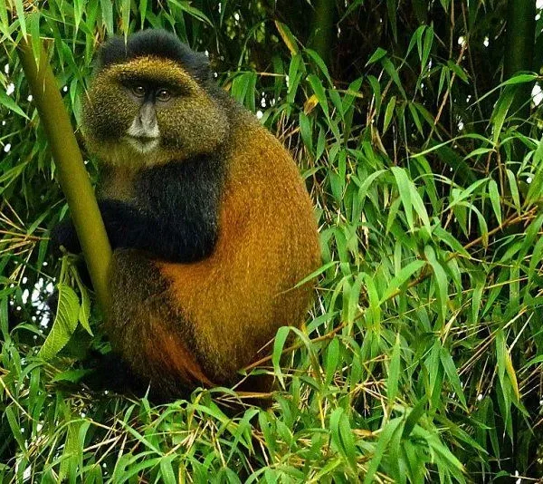 golden monkey 2