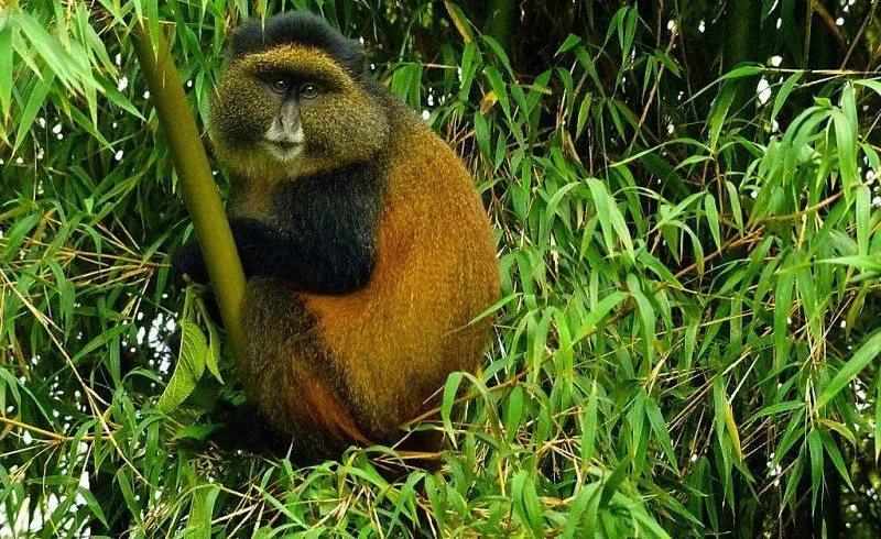 golden monkey 2